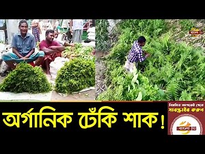 পঞ্চগড়ে দিনদিন জনপ্রিয় হয়ে উঠছে অর্গানিক ঢেঁকি শাক | Panchagarh News Update | Bangla TV