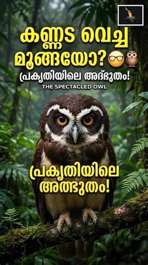 കണ്ണട വെച്ച മൂങ്ങ! 👓 Spectacled Owl #trending #malayalam #birds #shortsfeed