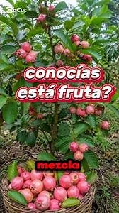 LA GUAYABA FRESA conoce su historia #naturalezahistorica