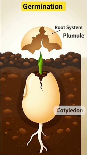 Germination of seed l Germination process #science #germinatingseeds #sciencefacts #seedgermination