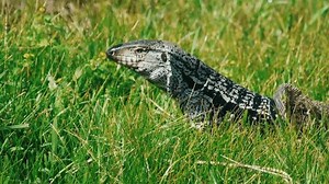 Lizard Slowly Walks On Grass Explores Stock Footage Video (100% Royalty-free) 1102042563 | Shutterstock