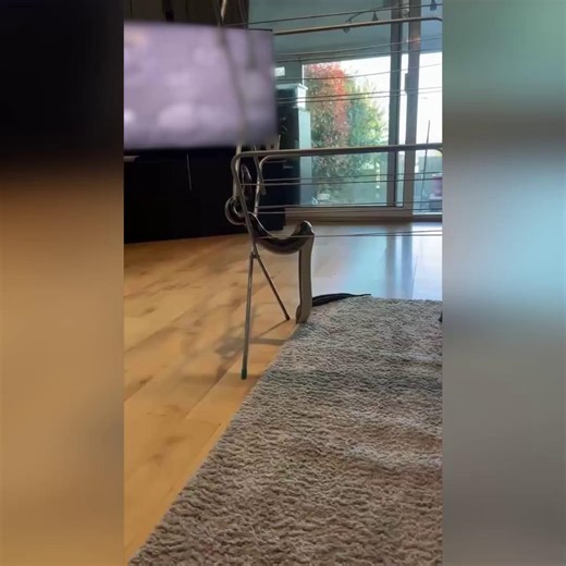 On-the-loose 6ft long boa constrictor sparks panic in village after slithering out of tank | Devon Live