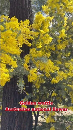 Golden wattle - Australian national flower #flowers #australia #nature