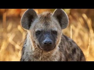Hyena transformation audio tf.