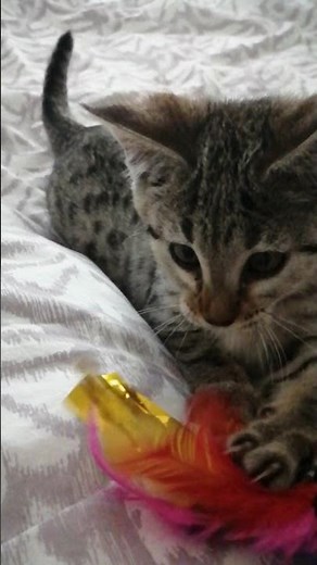 FUNNY face! Savannah kitten playing😻 cute and playful cat 😻😻😻