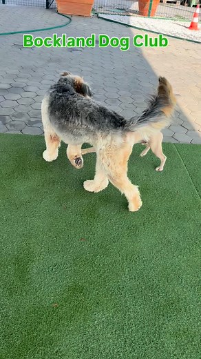 🐶 Gizmo, Henry, Muffin, Louie, Foxy and Bock Mais um dia de alegria e diversão para nós e os nosso amigos aqui no Bockland Dog Club 😃! Obrigado por terem vindo e até amanhã (se o tempo permitir ⛈️⚠️) Another day of joy and fun for us and our friends here at Bockland Dog Club 😃! Thank you for coming and see you tomorrow (weather permitting ⛈️⚠️) #doglovers #algarvedogs #dogs #caes #portugaldogs #cachorro #perro #dogpark #algarve #faro #lagoa #carvoeiro #portimao #armacaodapera #albufeira #dogd