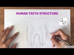 How to draw Human Teeth Structure | Biology | NCERT Grade11 | IMP Diagrams