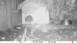 12K views · 766 reactions | The house in our CEO's garden is in use! Is yours? Please complete the Hedgehog Street Hedgehog Housing Census to help us learn more https://www.hedgehogstreet.org//housingcensus/ | British Hedgehog Preservation Society | Facebook