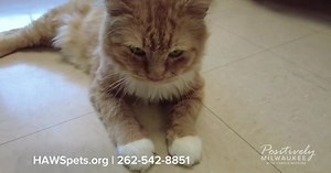 Meet our Pawsitively Milwaukee Pet of the Week: Chester Cheeto!