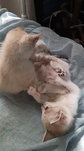 Estefi y tifni😿😿😻