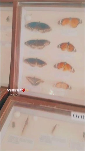 B.Sc Agriculture Entomology Lab🔬Small Insects Observation Entomology Lab Practical 🐜|BSc Agriculture