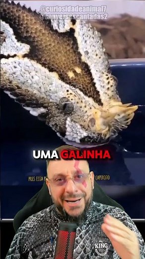 Víbora rinoceronte, Bitis nasicornis