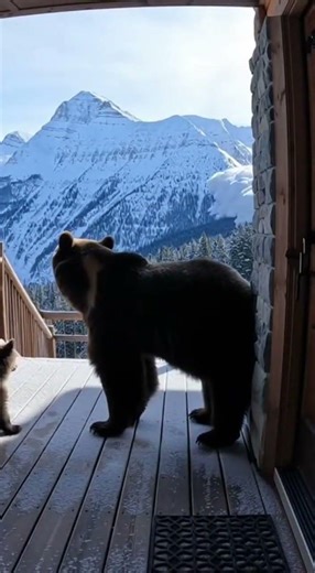 Mama Bear Protects Cub in Frozen Wilderness #animals #wildlife #nature