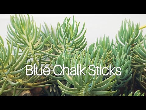 Blue Chalk Sticks | How To Care For Blue Chalk Sticks Succulent - Senecio Mandraliscae