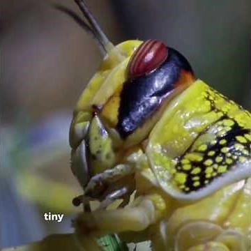 Billions of Desert Locusts Can Destroy Entire Landscapes! #wildlife #animals