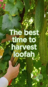 Harvesting loofah at the right time makes peeling them easy. ⁣⁣⁣⁣⁣⁣⁣⁣⁣⁣⁣⁣⁣⁣⁣⁣After peeling, rinse the sponges well by spraying them off with a hose; allow the rinsed loofah to dry thoroughly in the sunlight.⁣⁣⁣⁣⁣⁣⁣⁣⁣⁣⁣⁣⁣⁣⁣⁣Saving seeds is easy; when it is ready to harvest as a sponge, the seeds are usually ready, too. ⁣⁣⁣⁣⁣⁣⁣⁣⁣⁣⁣⁣⁣⁣⁣⁣Once the loofah dries, shake out the seeds inside the gourd, and if they are black, then save the seeds to share with others and plant the following year.⁣⁣⁣⁣⁣⁣⁣⁣⁣⁣