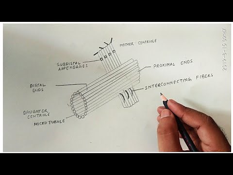 How to draw centriole