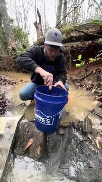 Digging for gold in a small creek #gold