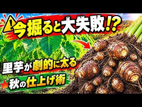 【プロ農家の技術】里芋の収穫前1ヶ月でやるべき4つの作業｜秋の土寄せ・水やり・追肥の判断基準