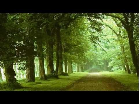 Dave Matthews Band-The dreaming tree subtitulado al español.