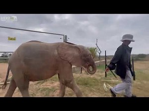 Limpopo can't get enough of Adine and baby elephant, Khanyisa while out foraging
