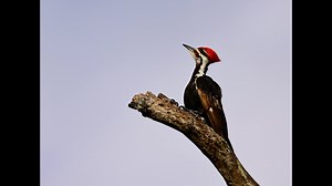 147K views · 1.8K reactions | Have you ever heard the shrill, territorial call of a Pileated Woodpecker? This big bird —the largest woodpecker in North America —is also one of the loudest birds heard in the Sanctuary. They rely on mature forests with ample dead wood for foraging, roosting, and nesting. Video: R J Wiley | Audubon's Corkscrew Swamp Sanctuary | Facebook