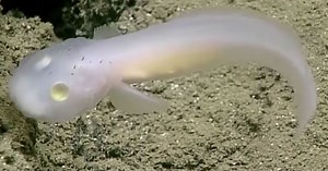 Incredible footage shows scientists collecting samples from deep inside the Mariana Trench