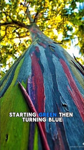 Rainbow Eucalyptus – The World’s Most Colorful Tree! 🌈 #ecoflash #nature #natureshorts