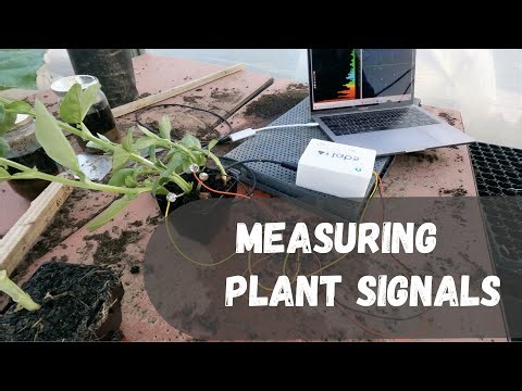 Plant EEG - Capturing Biofeedback Signals from Plants