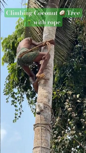 Ninja Technique to climb coconut 🥥 tree 🌴 with rope | Traditional way to climb coconut tree tree
