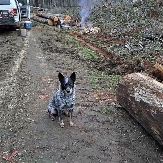 watchman, logger, faller, camping, fire cooking, food