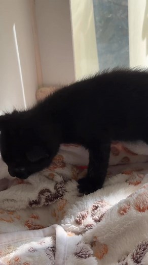 1.1K views · 43 reactions | It’s hard to believe this little Bear is...