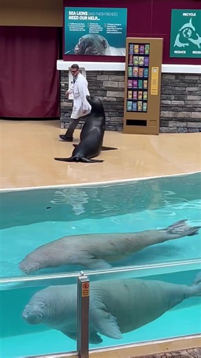 7.9K views · 157 reactions | Hi slow poke and friends!! #beautiful #walrus #conservation #seaworld | Travisandcousins | Facebook