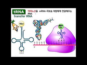 Protein Translation Explained:DNA → mRNA → Ribosome → Protein