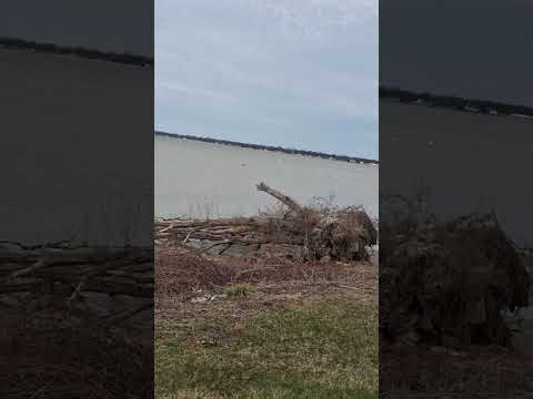 The Weekly Review Of Stupid