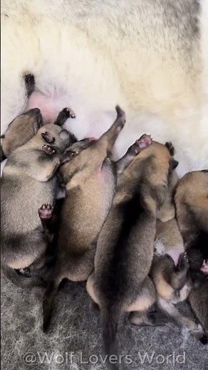 Mother Wolf Nursing Her Pups 🐺❤️ #Wolf #WolfPups #GreyWolf #Wildlife #Nature #Shorts