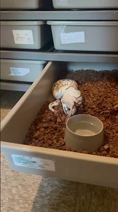 Axanthic fire fly ball python boy eats a live rat off the tongs