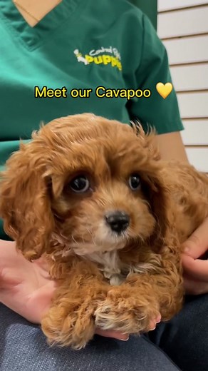 Central Park Puppies on TikTok