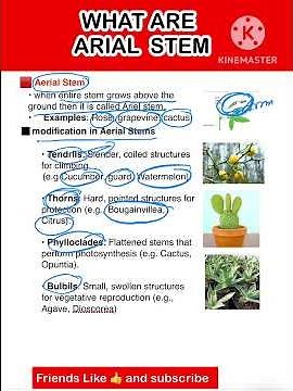 “Aerial Stems | Modifications & Examples Explained #AerialStems #PlantBiology #ScienceShorts”