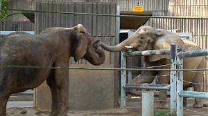 Happy World Elephant Day! To celebrate, we are taking you back one month ago to when our new elephant, Kosti, was introduced to the matriarch of our herd, Gina. Introducing elephants to each other is a very BIG deal, and with a matriarch like Gina, it's very LOUD! Watch the incredible moment of when our herd grew a little bit bigger. Want to celebrate elephants even more? Donate to our partner "Elephants for Africa" on their website. This conservation project is located in Botswana and focuses o