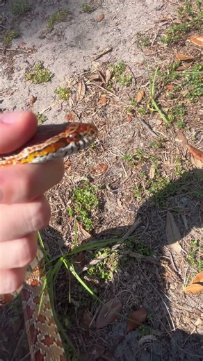 I just caught this corn snake #florida #floridawildlife #outdoors #wildlife #snake #snakes #reptiles