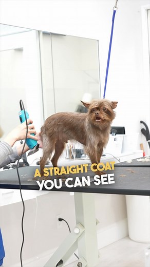 20K views · 26 reactions | Different techniques for grooming different coat types! #doggrooming | Northern California Grooming Academy | Facebook