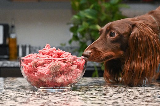 Can Dogs Eat Ground Beef? What You Need To Know