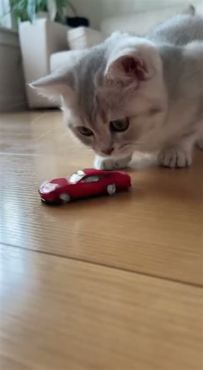 Cat Playing with Remote Car #cat #catlovers #shorts
