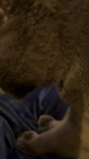 Something Was Wrong With Her Cat... But The Vet Couldn’t Find It. The fur loss. The itching. The sudden personality change. But test after test said everything was “normal.” ❌ It wasn’t allergies. ❌ It wasn’t fleas. ❌ It wasn’t just “getting older.” What no one told her was that her cat was eating the exact ingredient that her body couldn’t tolerate. The same food, every day. Causing inflammation, discomfort, and stress. Slowly stacking up until her sweet cat wasn’t acting like herself anymore. 