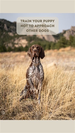 Jen & Bison | dog-friendly hiking and travel on Instagram: "The most important skill in our toolbox 🧰 I started neutrality-on-trail training with Bison as soon as he was vaccinated and could go on public hikes safely. Now he looks to me for permission to approach other dogs and will turn back to me if he sees a dog ahead of us on trail if I’m out of sight. Here’s what we did: 1. No on-leash greetings with dogs—ever. First, because it’s a dynamic that can be frustrating for dogs and can lead to