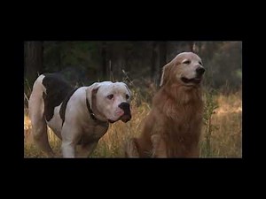 Homeward bound the incredible journey wait till I say go ￼