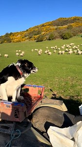 1M views · 27K reactions | Amazing Kate is a master at herding  | Sean The Sheepman | Facebook
