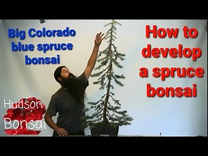 Colorado blue spruce bonsai.