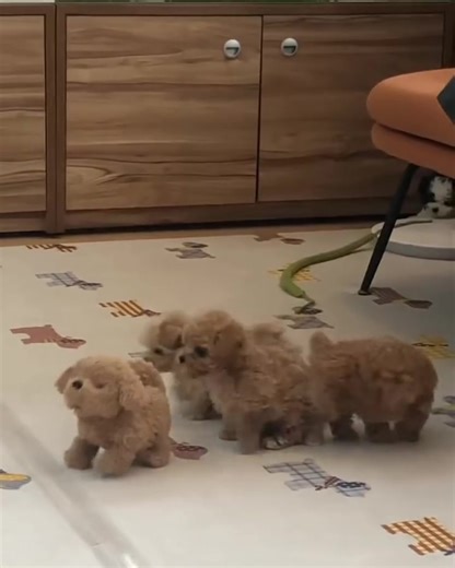 Llenos de encanto, calidez y personalidad, ¡igual que Sevilla! 🐩❤️ Nuestros cachorros de caniche se crían con mucho cariño y están listos para unirse a familias que valoran la lealtad, la inteligencia y los mimos. #CachorrosDeSevilla #CanicheSevilla #PerrosDeAndalucía #AdoptaUnCachorro #AmantesDeLosPerrosEnEspaña